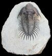Super Spiny Comura Bultyncki Trilobite #3967-5